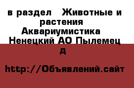  в раздел : Животные и растения » Аквариумистика . Ненецкий АО,Пылемец д.